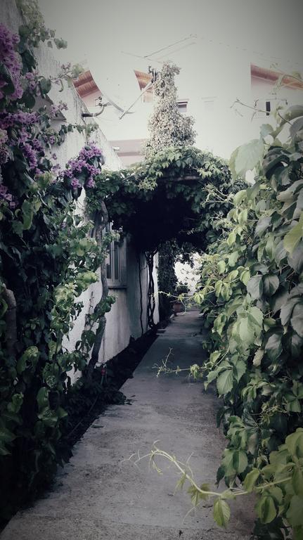Apartments Leonarda ムルテル エクステリア 写真